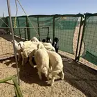 ذبائح بريه طيبه