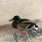 بط خضاري للبيع ((الموقع ينبع))