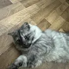 للبيع قط ذكر شيرازي