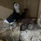 5 ازواج حمام