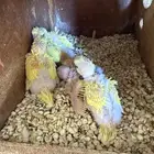 جوز بادجي هوقو مع انتاجه