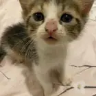 قطط