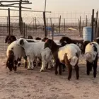 بهم نعيم للبيع