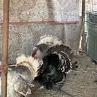 للبيع دجاج رومي بياض شرط