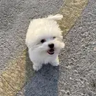 للبيع كلبه