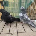 كشكش لافندر