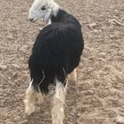 طلي نجدي