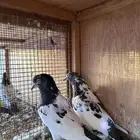 حمام باكستاني