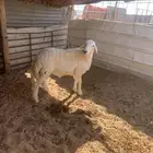 طلي حري طيب