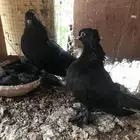 صنعاني وزوج قطيفي