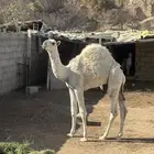 حشوان