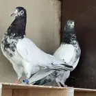 تيدي