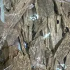 عوده كلمنتان بونتيناك