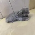 كيتن للبيع