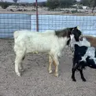 تيس فحل مشروط