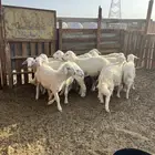 15 بهم مراح واحد