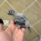 فروخ كنيور غر