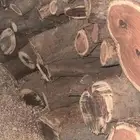 حطب مستورد لبيع