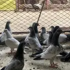 طبات حمام باكستاني
