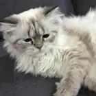 قط لتبني