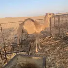 قعود لباني قصب