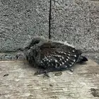 طبة ابو جفن لمحبي التوليف