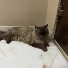 قط ضائع لقيته في الشارع