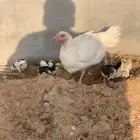دجاجه فارسي مع فروخه