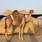 بكره ثنيه للقحه