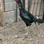 ديك باكستاني سندي