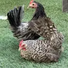 طقم دجاج جبنيز اطراف قصيره