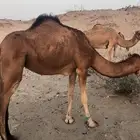 بكار سواحل حمر بكره جذعه وحده لقيه