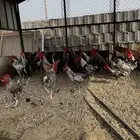 ديوك بلدي كبار