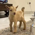 تيس قزمي