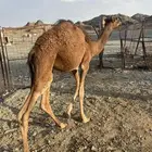 للبيع قعود