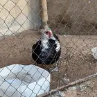 للبيع بطة بح
