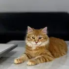 قط شيرازي للبيع
