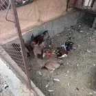 دجاج عربي شرط حضان وبياض شرط