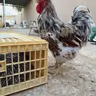 ديوك وايندوت سبلاش