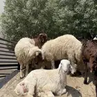 نعيم ونجدي وحري وسواكن