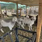 معزا مشاريك طيبه