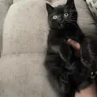 سكوتش لون نادر للتبني