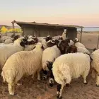 للبيع خرفان نعيم شحم