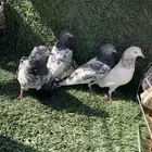 حمام بكستاني