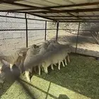طليان حري الموقع حقال