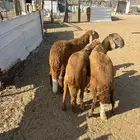 الشمسي طريق الخواجات