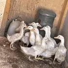 بطط