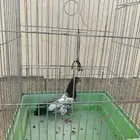 حمامه بكستانيه أنثى وحمام زاجل ذكر