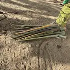 عسبان بدون ورق وليف نخل