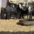 ماعز